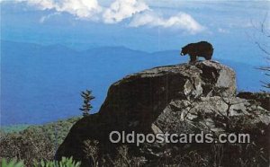 Mildred the Bear Environmental Habitat Grandfather Mountain, NC, USA Bear Unu...