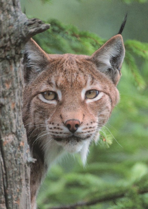 Peeping Lynx Cats Peeps Tree Katze Luchs Ecke Giant Cat German Postcard