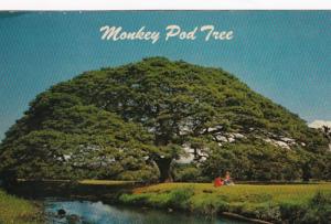 Hawaii Beautiful Monkey Pod Tree