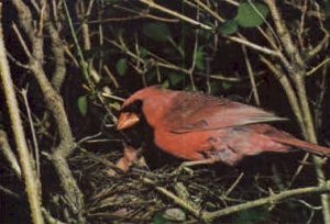 Cardinal  - MIsc, West Virginia WV  