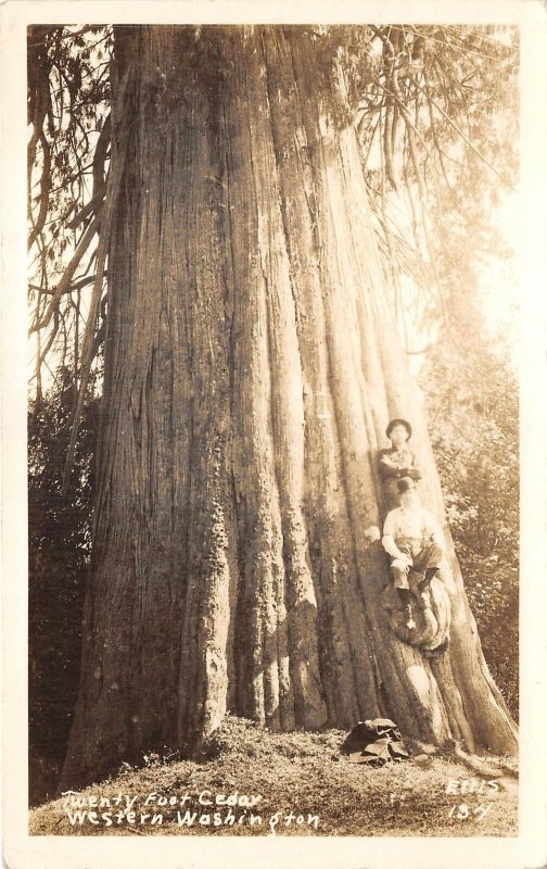 Lot250 twenty foot cedar western washington usa  real photo