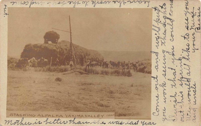 RPPC Stacking Alfalfa, Yakima Valley, Washington Farming Scene ca 1907 Postcard