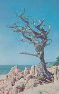 Witch Tree on Scenic Seventeen Mile Drive - Monterey CA, California