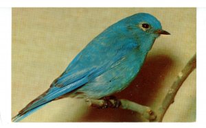 Birds - Mountain Bluebird
