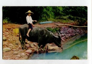 3142869 CHINA Taiwan Taipei Type on Bull Vintage postcard