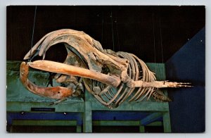 New England Aquarium   Boston  Massachusetts  Whale Skeleton   Postcard