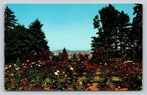 International Rose Test Gardens in PORTLAND Oregon Vintage Postcard 0937