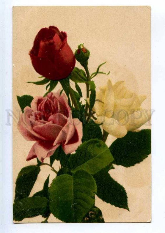 240253 Charming ROSE Flowers GREETING BOUQUET Vintage postcard