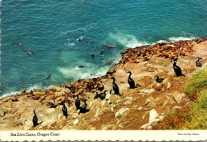 Oregon Coast Sea Lion Caves