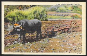 Water Buffalo Pulling Plow Hawaiian Islands Unused c1942