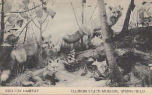 Red Fox Habitat Illinois State Museum Springfield Postcard