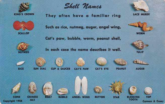 Florida Shell Identification Chart