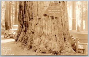 Redwood California 1930 RPPC Real Photo Postcard American Green Cross Tree Piero