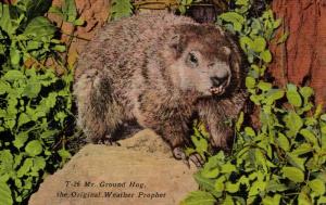 Mr. Ground Hog-- The Original Weather Prophet