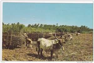 Fijian and Indian Farmers loading cane on bullocks, Fiji, 1971 PU