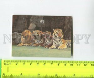 474433 USSR 1981 circus trained tigers by Mikhail Bagdasarov old Pocket CALENDAR