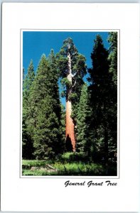 Postcard - General Grant Tree, Kings Canyon National Park - California