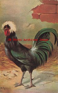 Alfred Schonian, Peluba No 245, Poland Cockerel, Rooster