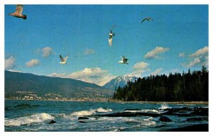 Postcard ANIMAL SCENE Vancouver British Columbia BC AQ1544