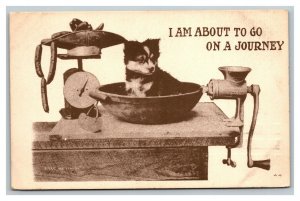 Vintage 1910 Photo Postcard Cute Puppy in Bowl Waiting for Food - Meat Grinder