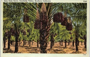 1930s COACHELLA VALLEY SOUTHERN CALIFORNIA DATE PALM GROVE LINEN POSTCARD 42-272