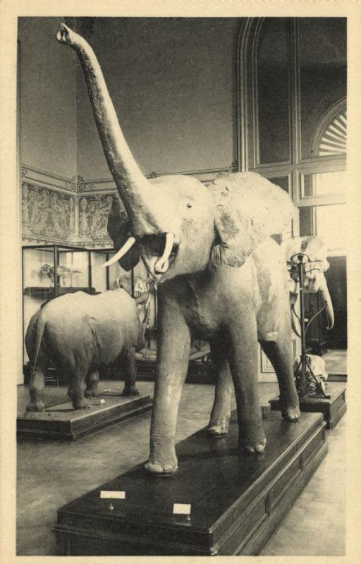 belgium, TERVUEREN, Musée du Congo Belge, Museum (1930s) Elephant Postcard