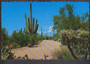 Cactus Postcard BIN 