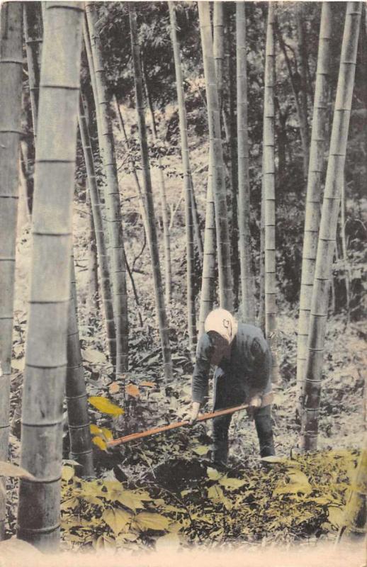 Japan Man Tending Bamboo Garden Antique Postcard J76102