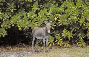 Diego Garcia Donkey Donkey Unused 