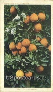 Cluster of Oranges - Misc, Florida FL  