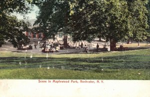 Vintage Postcard 1900's Scene in Maplewood Park Rochester New York NY Attraction