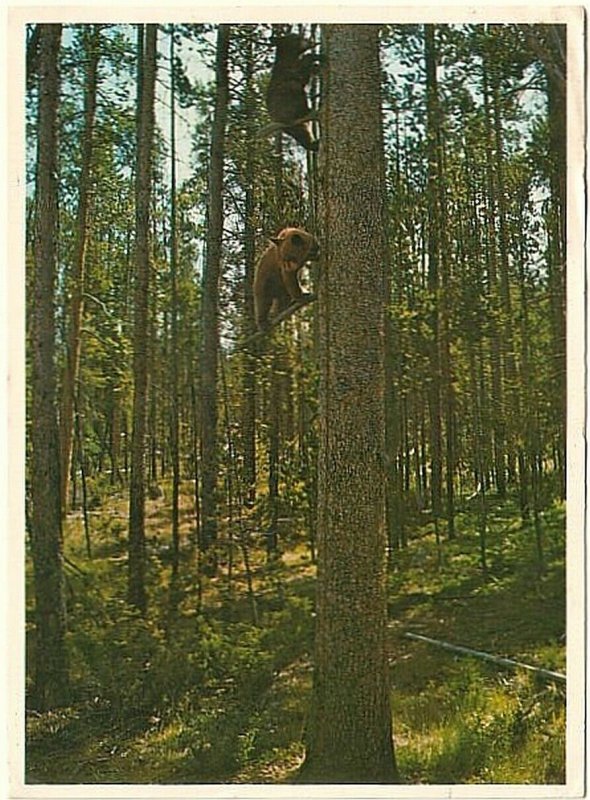 Bear Cubs Playing In The Trees, Yellowstone, Wyoming, 1986 Chrome Postcard