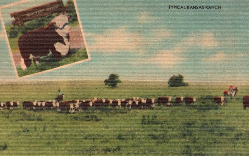 Vintage Postcard 1950's Typical Kansas Ranch Livestock Country Woodgifts Pub. 