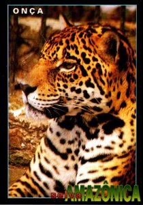 Brazil Manaus Amazonica Leopard