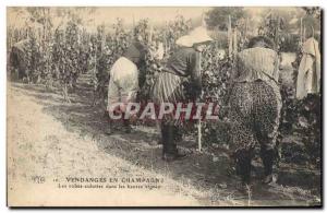 Old Postcard Folklore Harvest Vine Champagne Panties dresses in tall vines TOP