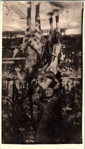 Vintage 1950s Real Photo Postcard Child with Giraffe Costume