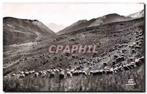 Modern Postcard The Alps Sheep in the high mountain pastures