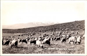 Real Photo Postcard A Flock of Nevada Woolies, Sheep