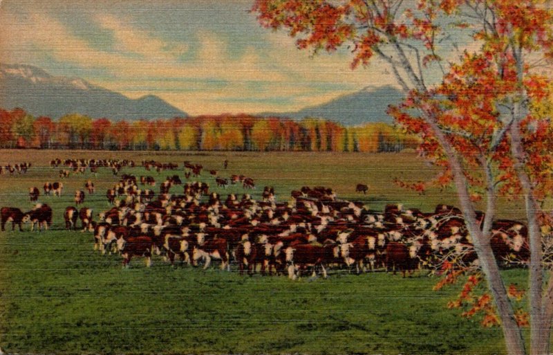 Cows Cattle On The Range In The Southwest Curteich