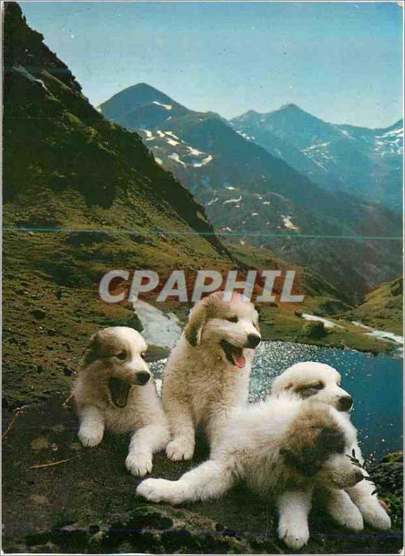 'Postcard Modern Valls d''Andorra Estany Tristaina Tristaina Lake Dogs'