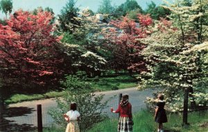 Postcard Flowering Dogwood Trees Connecticut 