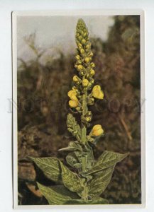 427990 Flower verbascum thapsiforme Sammelwerk Tobacco Card w/ ADVERTISING