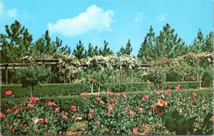 Postcard Louisiana - Hodges Gardens -  Gardens of Yesteryear - old roses