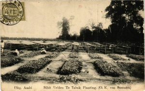 CPA AK Uitg. ASAHI Bibit Veldeu Te Tabak Planting. INDONESIA (169559)