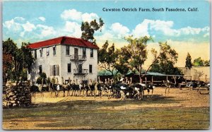 Cawston Ostrich Farm South Pasadena California CA Ostritch Postcard