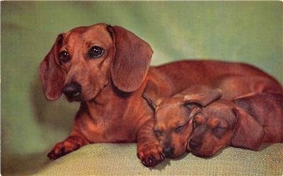 DACHSHUNDS Dogs Puppies c1950s Chrome Vintage Postcard