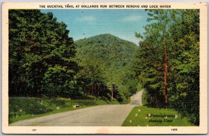 1938 Bucktail Trail At Hollands Run Btw. Renovo & Lock Haven PA Posted Postcard