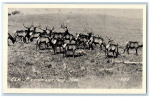 c1940's Elk Wain Wright Park Alta Canada RPPC Photo Unposted Vintage Postcard