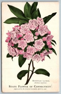 Mountain Laurel  State Flower of Connecticut   Postcard