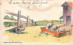 Vintage Postcard 1905 I Am Being Detained Pig Fence Meal Time Animal Farm
